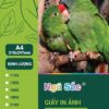 Giấy in ảnh Ngũ Sắc A4 1 mặt 115gsm 100 tờ